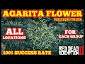 AGARITA FLOWER Updated ALL LOCATIONS For Each Group 100 Success Rate Red Dead Online