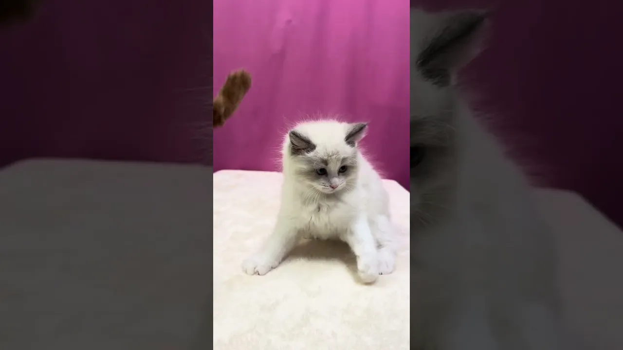 動画