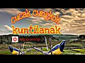 Download Lagu cucak cungkok suara kuntilanak