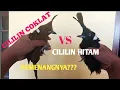 cililin coklat vs cililin Hitam