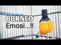 Download Lagu LANGSUNG NYAUT !!! PANCINGAN MURAI BORNEO GACOR !!!