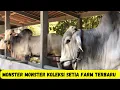Download Lagu Sapi2 PO Monster Koleksi Setia Farm Terbaru|Sanjaya Irfan Hakim Kemana?|Sapi PO Kebumen