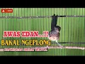 Lagu PANCINGAN TERBAIK MURAI TROTOL BIAR NGEPLONG - MURAI TROTOL FIGHTER