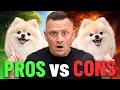 Pros Cons of Owning a Pomeranian Before You Bring One Home