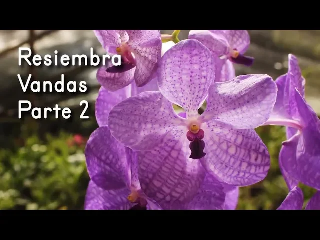 TRASPLANTE DE ORQUÍDEA VANDA CAMBIO DE MACETA