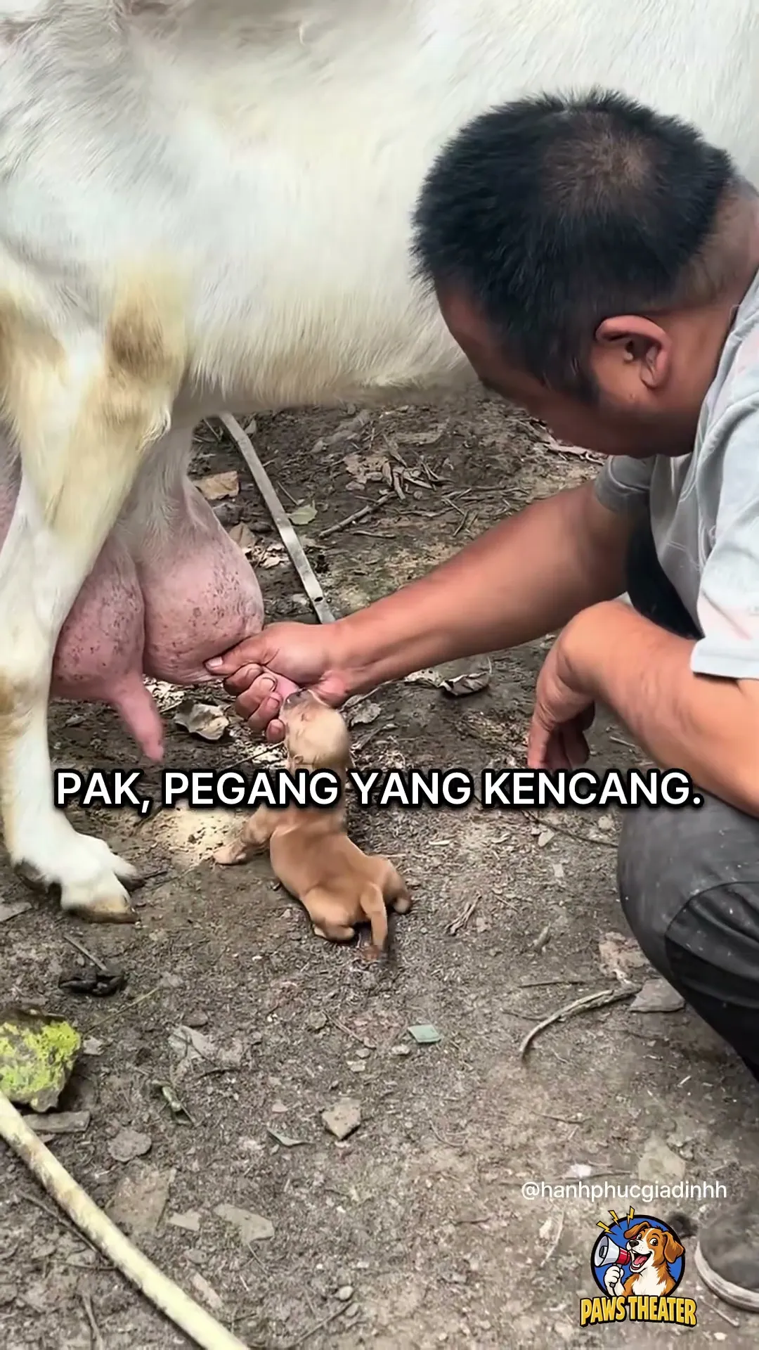 Anjing Rasa Kambing ๐ถ๐