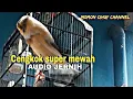 Download Lagu Kenari ngerol durasi panjang nembak rapat jernih, kenari muda jadi cepat gacor