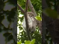 Download Lagu Enchanting Eyes of the Jungle Owlet🦉 #photography #shorts