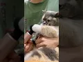 Download Lagu 13 CuteMoment😍#cute#pet#viral#funny#fyp#cat#catsof