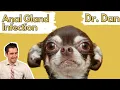 Dog anal gland infection or abscess How a vet diagnosis and treats with Dr Dan