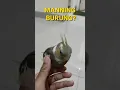 Lagu Cara Manning Burung | Auto Bonding Dengan Cepat #Shorts