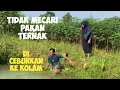 Lagu TERNAK KELAPARAN,, DI DORONG KE KOLAM