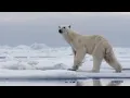 Download Lagu The Best Of Polar Bears | BBC Earth