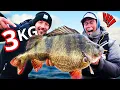 Download Lagu DREAM FISH: Worlds best perch fishing (3 kg+) | Team Galant