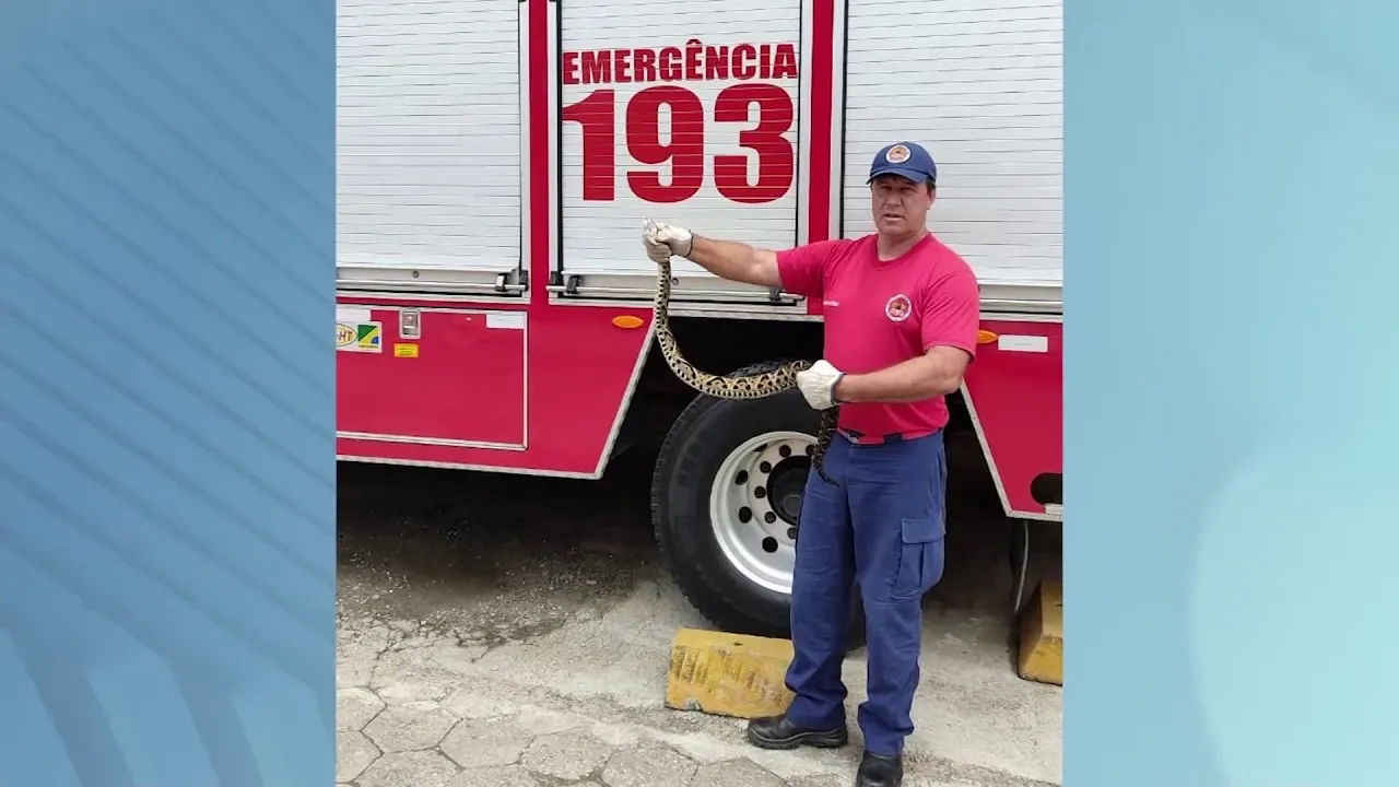 Animais peçonhentos: Cuidados para evitar um acidente com cobras no verão