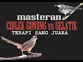 Download Lagu CIBLEK GUNUNG VS GELATIK MASTERAN - TERAPI SANG JUARA