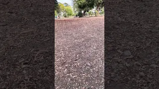 So fast you can even see her !! 🤣🐾💜#fyp #doberman #dream #pets #youtube