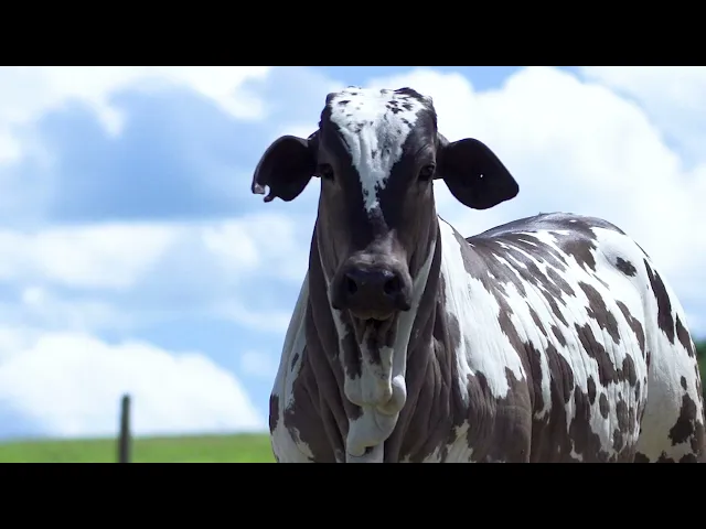 Novilha Nelore MLR - 314