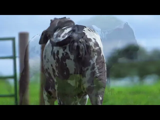 Novilha Nelore MLR - 314