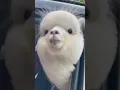 Download Lagu Look! Here's an alpaca in the car👀