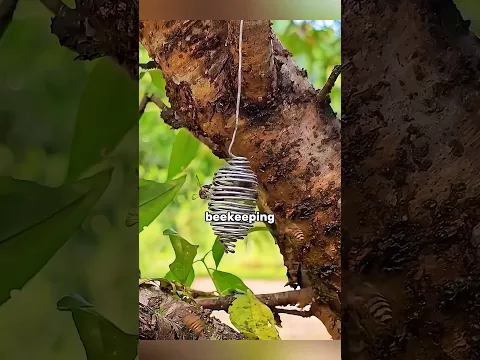 How He Creates a New Bee Colony