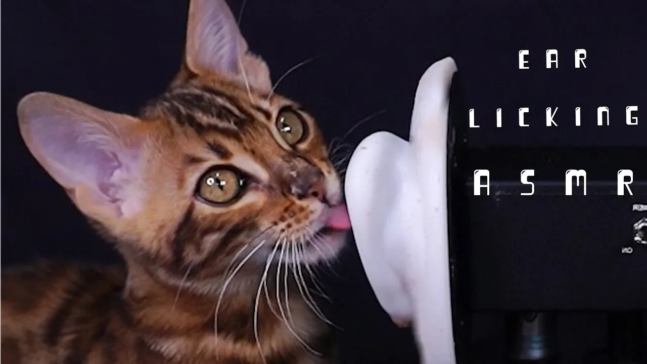 癒やしのサウンド「ASMR」のオススメ動画