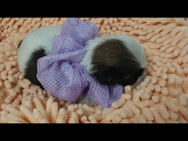 動画