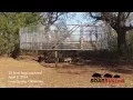 BoarBuster Feral Hog Trap Drop Feral Hog Trapping