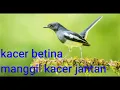 Download Lagu SUARA KACER BETINA MANGGIL KACER JANTAN DI JAMIN OPER BIRAHI