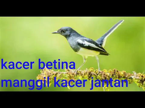 Download MP3 SUARA KACER BETINA MANGGIL KACER JANTAN DI JAMIN OPER BIRAHI