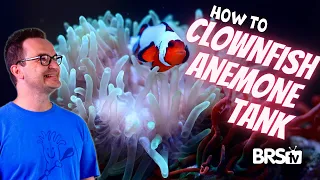 Bring the Reef Home With a Clownfish Bubble Tip Anemone Aquarium