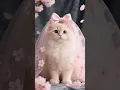 Lagu Meow Remix kitten zingt APT-liedje @apt #cat #kitty #apt #viralvideo #viralshorts #rose #brunomars