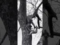 Download Lagu Predator Locked to it's Prey #slowed #shorts #animals #predatorvsprey