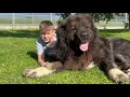 Can You Trust a Caucasian Shepherd Around Children Our Son Shows You the Truth