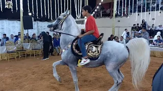 متعة رقص الخيل علي المزمار البلدي دندنها