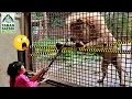 Download Lagu Kasih Makan Singa dan Harimau - Mengenal Binatang Buas untuk Anak Lion King and Tiger