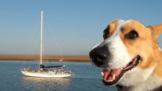 Should You BRING Your PETS? | Sailing Wisdom [S5 Ep23]