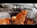 Lagu 가마솥 날려 먹고, 다시 온돌 난방 가동한 마당냥이네