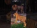 Download Lagu Harimau tunduk dengan Singa?🦁