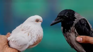 تهجين الحمام مع الغراب Pigeons 