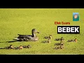 Download Lagu suara induk bebek memanggil anaknya