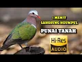Download Lagu SUARA PIKAT KOLONI BURUNG PUNAI TANAH, WALIK TANAH, PERGAM TANAH
