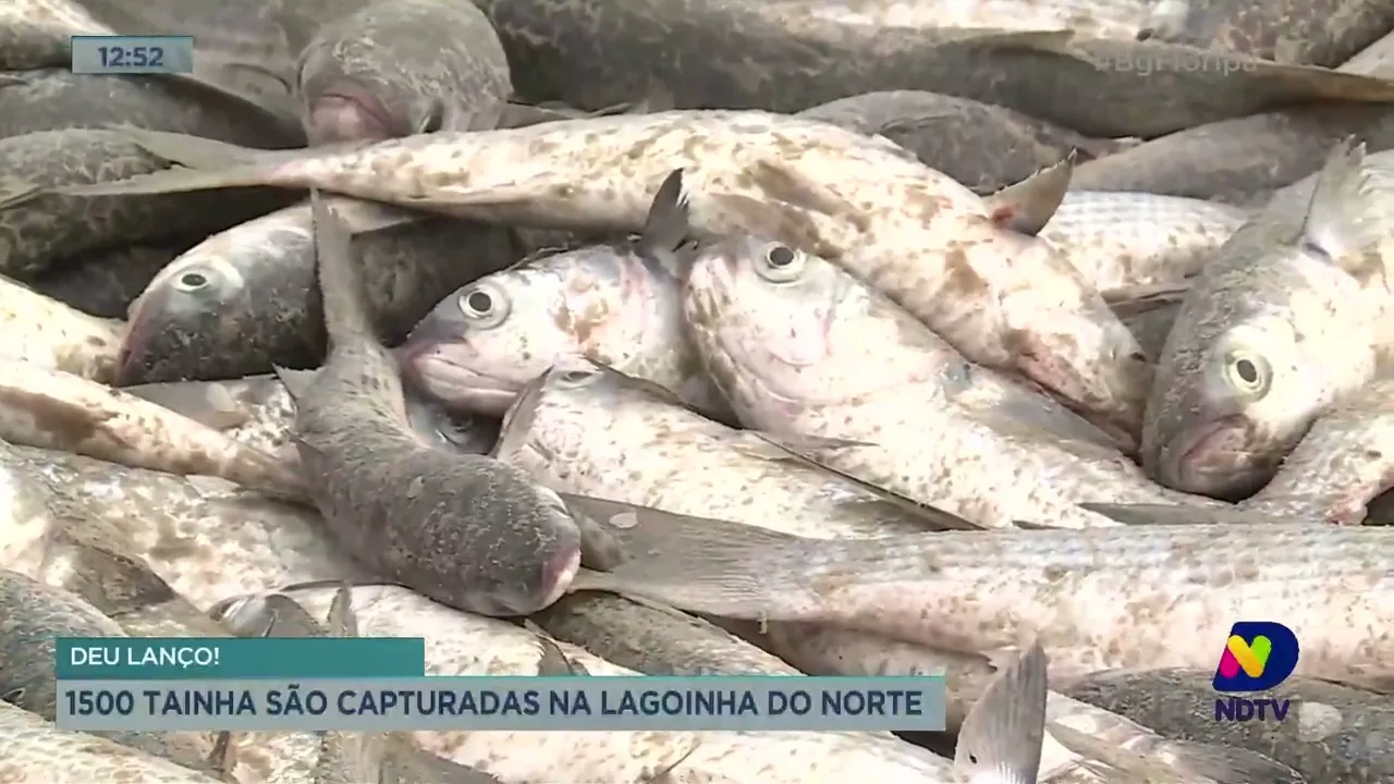 Mais de 1500 tainhas são capturadas em praia de Florianópolis