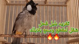 تغريد بلبل فحل لتعليم لبلابل على تغريد شغل لمقطع وسمع بلابلك 