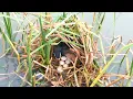Download Lagu It's Raining Until All Bird Eggs Floating in Water! (2) – Mother Tries Her Best to Fix the Nest E199