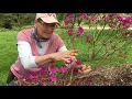 Azalea Pruning
