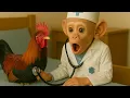Download Lagu Doctor Monkey LiLy checks the rooster's health and goes to the market with dad! 🐵🩺| LILY MONKEY TDC