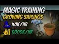 Growing Saplings 40K EXP 6000K