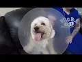 Dog s Nose Cut Open During Grooming