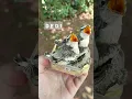 Download Lagu Anakan Burung Kapasan Kemiri